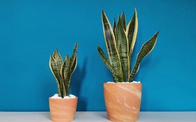 7 Tips to Boost Well-Being at Home